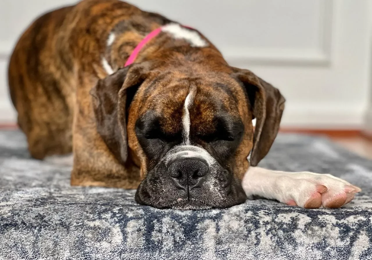 Stantons-Swag-Imperial-Blue-dog-approved Stantons-Swag-Imperial-Blue-dog-approved