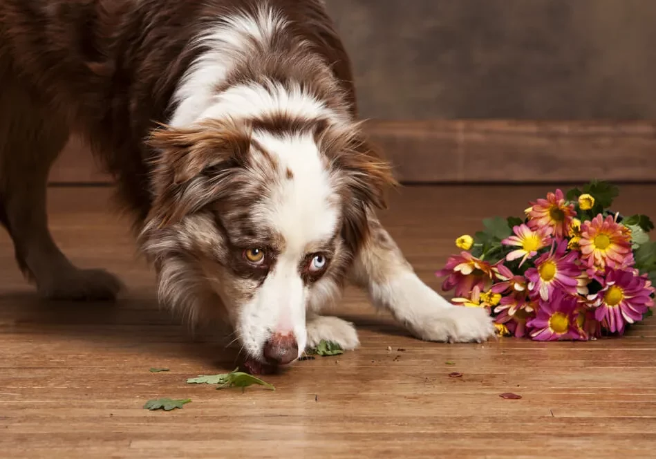 hardwood-spill hardwood-spill